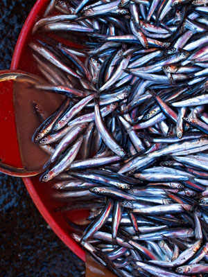 Monterosso Salted Anchovies