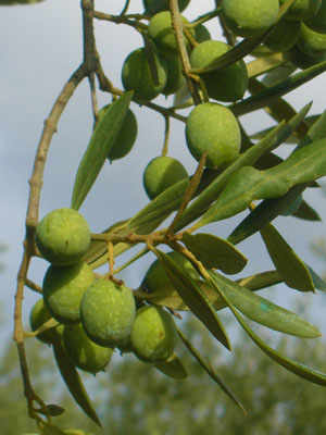 The Itrana Olive