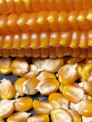Scagliolo, The Amazing Maize of Carenno
