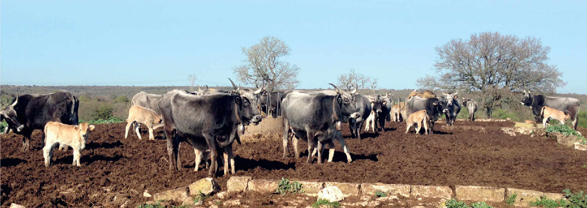 The Quality Milk and Meat of the Podolica Cattle Breed