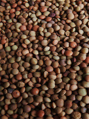 Lentils: Protein-Rich Food from The Fields
