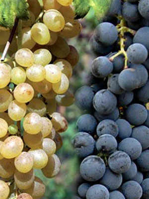 Catalanesca and Casavecchia: two emerging autochthonous wines from Campania