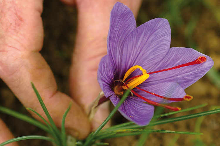 Present in a limited number of regions, and only in dedicated areas, the cultivation of saffron has acquired interest in the last decade.