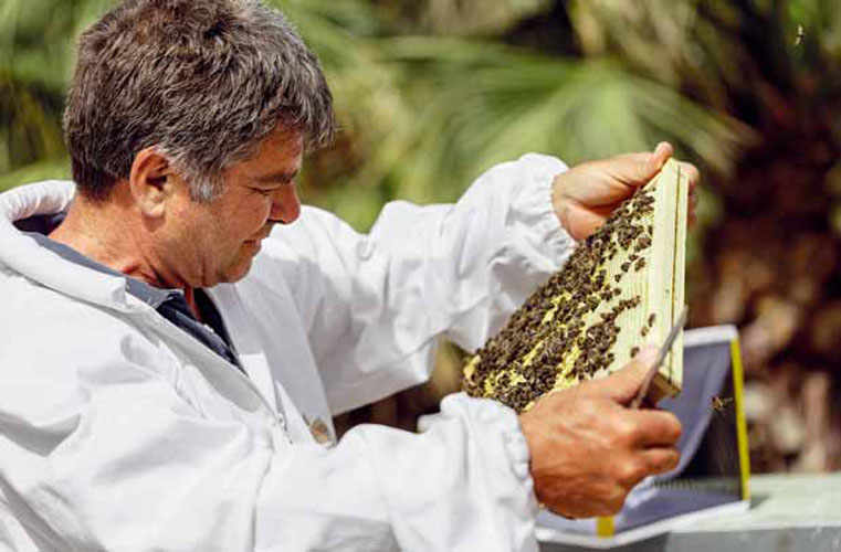 The Native Black Sicilian Bee Honey
