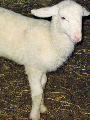 The Fabriano Lamb (Fabrianese)