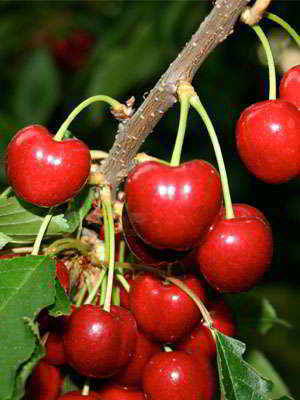 The Vignola Cherry (top page)