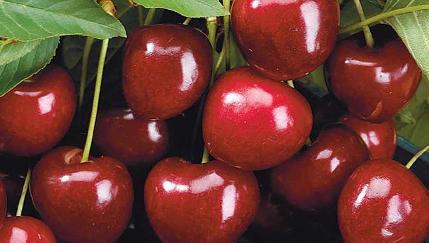 Vignola cherries IGP.