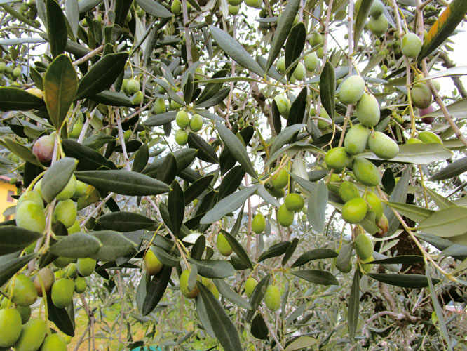Casaliva olives.