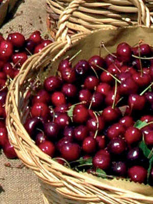 Lari Cherries, to Jam and Jelly