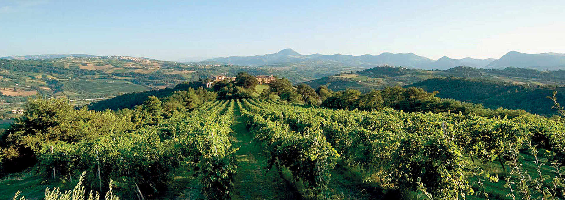 The World-Renowned Verdicchio Wine