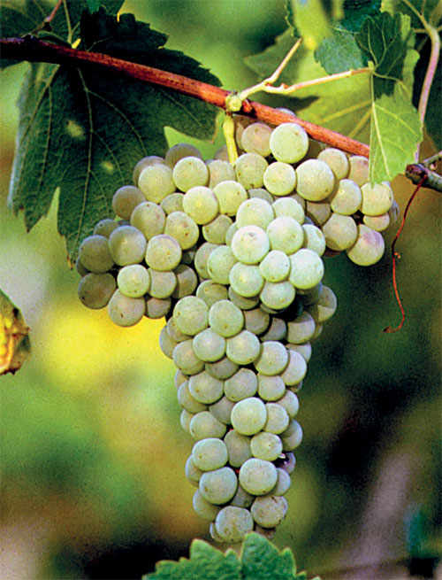 Verdicchio is obtained from the eponymous indigenous white grapes, which retain their distinctive green shades upon ripening.