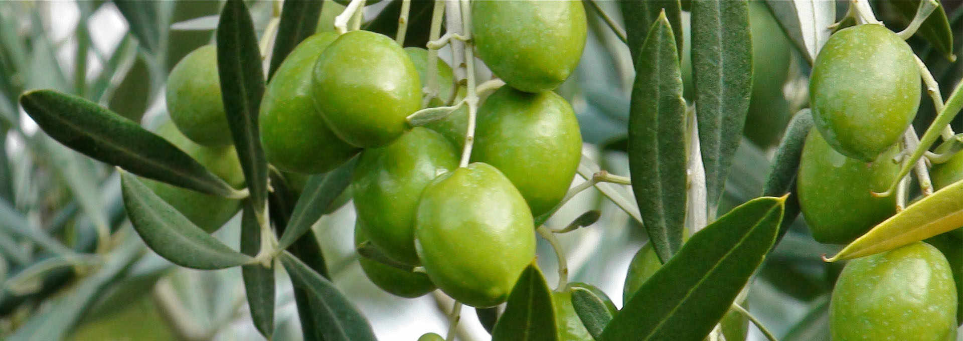 The Moraiolo Olive.