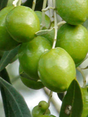 The Moraiolo Olive